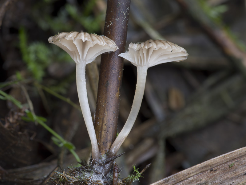 Mycena belliae